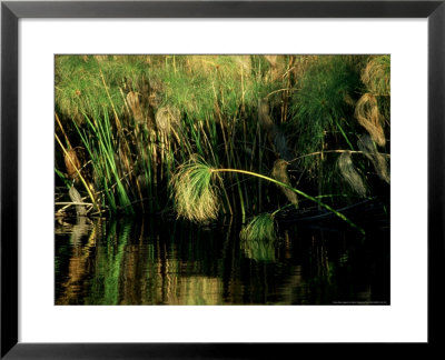 Wetland, Botswana, Africa by Patricio Robles Gil Pricing Limited Edition Print image
