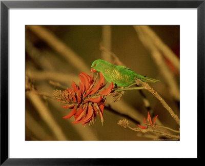 Scaly-Breasted Lorikeet, Single, Australia by Patricio Robles Gil Pricing Limited Edition Print image