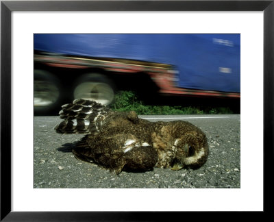 Mottled Owl, Yucatan, Mexico by Patricio Robles Gil Pricing Limited Edition Print image