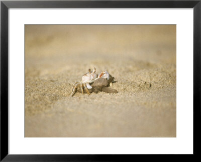 Crab Feeding On Pacific Ridley Sea Turtle, Mexico by Patricio Robles Gil Pricing Limited Edition Print image