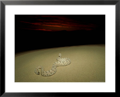 Sidewinder Rattle Snake At Night, Sonoran Desert by Patricio Robles Gil Pricing Limited Edition Print image