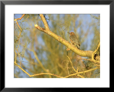 Gila Woodpecker In Tree, Captivity by Patricio Robles Gil Pricing Limited Edition Print image