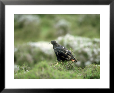 Augur Buzzard, Single, Ethiopia by Patricio Robles Gil Pricing Limited Edition Print image