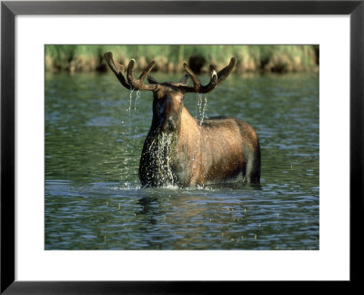 Moose, Male In Water, Canada by Patricio Robles Gil Pricing Limited Edition Print image