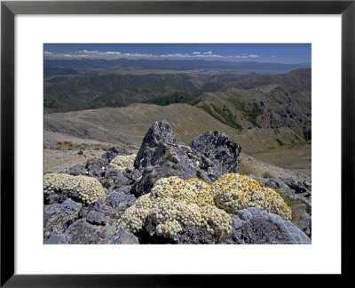 Haastia Pulvinaris, Black Birch Range At South Island, New Zealand by Bob Gibbons Pricing Limited Edition Print image