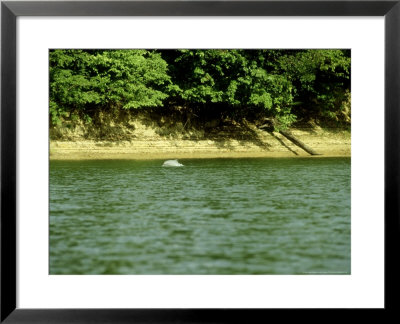 River Dolphin, Rio Branco, Brazil by Nick Gordon Pricing Limited Edition Print image