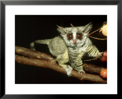 Lesser Bush Baby, With Persimmon Fruit, Diospyros Virginiana by David Haring Pricing Limited Edition Print image