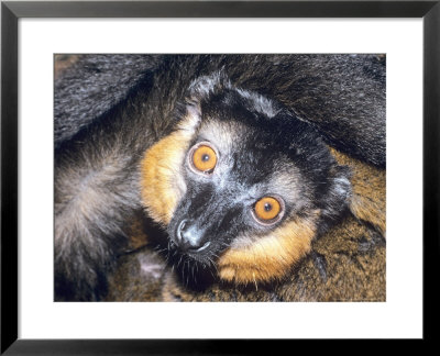 Collared Lemur, Adult, Dupc by David Haring Pricing Limited Edition Print image