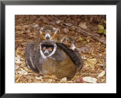 Mongoose Lemur, Males And Female by David Haring Pricing Limited Edition Print image