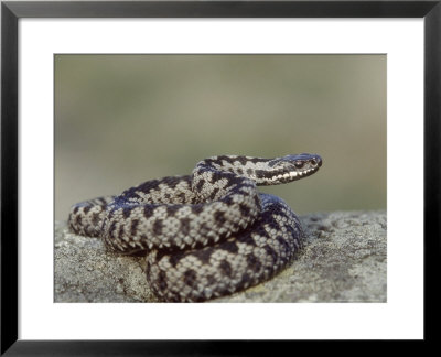 Adder, Male Coiled On Rock, Uk by Mark Hamblin Pricing Limited Edition Print image