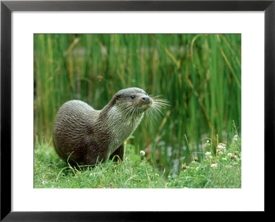 European Otter, Lutra Lutra Riverbank by Mark Hamblin Pricing Limited Edition Print image