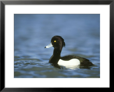 Tufted Duck, Aythya Fuligula Male On Water Scotland, Uk by Mark Hamblin Pricing Limited Edition Print image