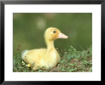 Indian Runner Duck, Uk by Mark Hamblin Pricing Limited Edition Print image