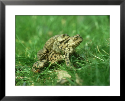Toad, Bufo Bufo Mating, On Way To Pond Norfolk by Mark Hamblin Pricing Limited Edition Print image