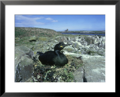 Shag, Phacrocorax Aristotelis At Nest Showing Habitat by Mark Hamblin Pricing Limited Edition Print image