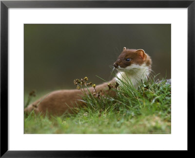 Stoat by Mark Hamblin Pricing Limited Edition Print image