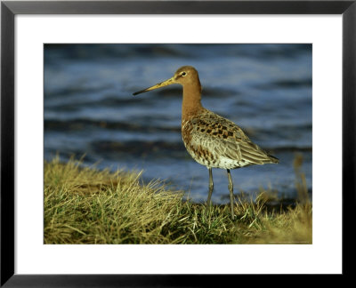 Black-Tailed Godwit, Adult, Scotland by Mark Hamblin Pricing Limited Edition Print image
