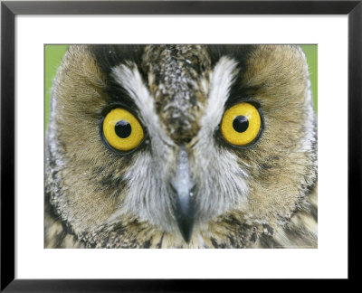 Long-Eared Owl, Close-Up Of Eyes, Scotland by Mark Hamblin Pricing Limited Edition Print image