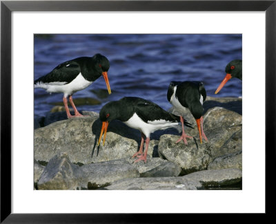 Oystercatcher, Pair Displaying On Rock, Scotland by Mark Hamblin Pricing Limited Edition Print image