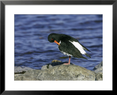 Oystercatcher, Adult Preening On Rock, Scotland by Mark Hamblin Pricing Limited Edition Print image
