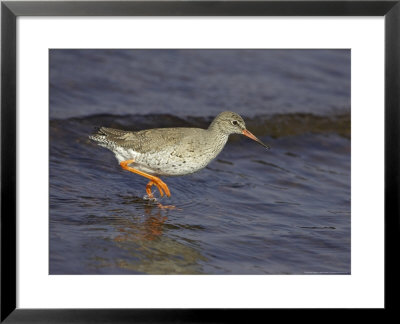 Redshank, Adult In Water, Scotland by Mark Hamblin Pricing Limited Edition Print image