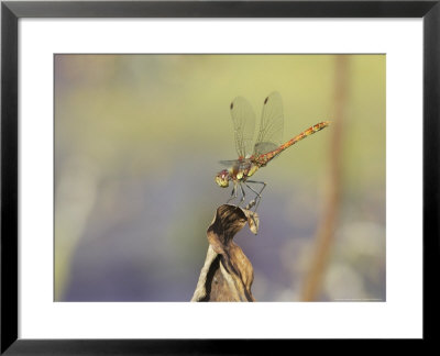 Common Darter, Adult Male Alighting On Perch, Uk by Mark Hamblin Pricing Limited Edition Print image