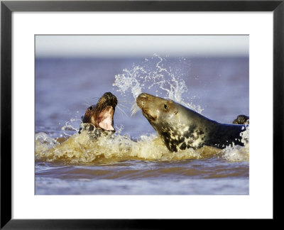 Grey Seal, Female Fending Off Male During Breeding Season, Uk by Mark Hamblin Pricing Limited Edition Print image