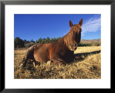Horse, Resting, Colorado, Usa by Philippe Henry Pricing Limited Edition Print image