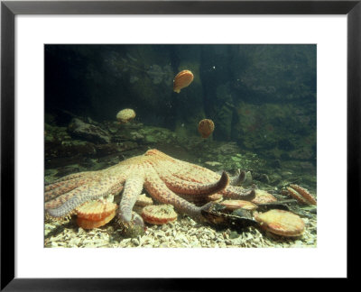 Sunflower Starfish, Bc, Canada by Rodger Jackman Pricing Limited Edition Print image
