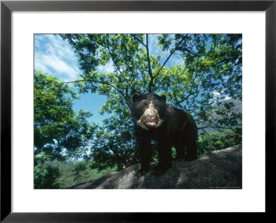 Spectacled Bear Female, Cerro Chaparri, Peru by Mark Jones Pricing Limited Edition Print image