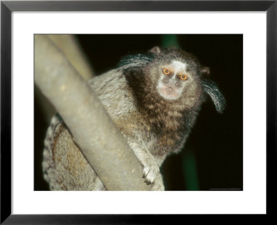 Black Tufted-Eared Marmoset, Barra Mansa, Brazil by Mark Jones Pricing Limited Edition Print image