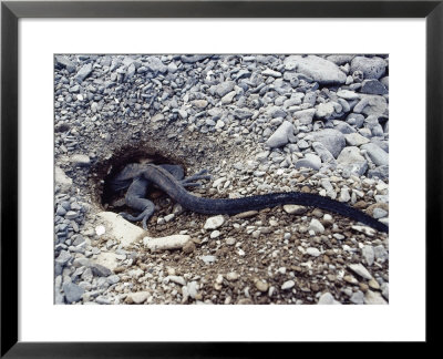 Marine Iguana, Females Digging Nest Burrows, Espanola Island, Galapagos by Mark Jones Pricing Limited Edition Print image