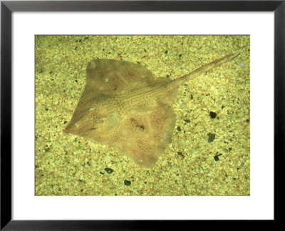 Common Skate, North West England by Paul Kay Pricing Limited Edition Print image