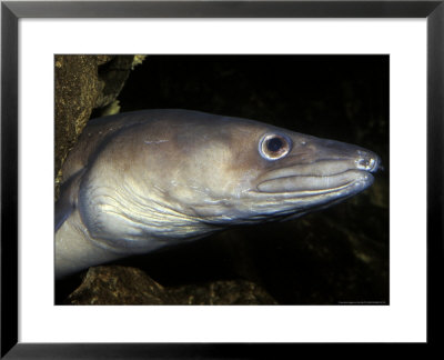 Conger Eel, Close Up Of Head, County Kerry, Ireland by Paul Kay Pricing Limited Edition Print image
