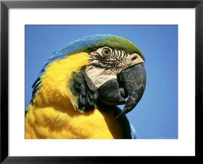 Blue And Gold Macaw, South America by Brian Kenney Pricing Limited Edition Print image
