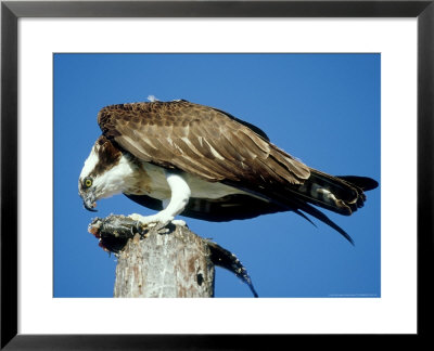 Osprey, Female Eating Fish, Florida by Brian Kenney Pricing Limited Edition Print image