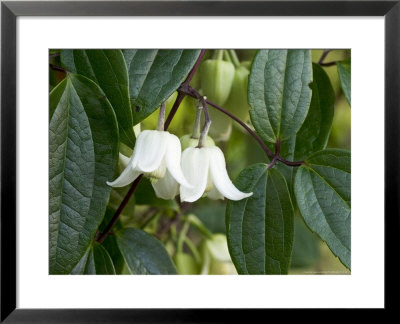 Climber, Clematis Urophylla by Geoff Kidd Pricing Limited Edition Print image