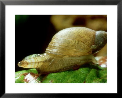 Endoparasitic Trematode, In Snail Host Succinea Species, Denmark by Richard Kirby Pricing Limited Edition Print image