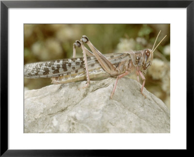 Desert Locust, Female by London Scientific Films Pricing Limited Edition Print image