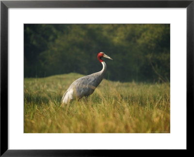 Sarus Crane, Standing, Bharatpur, India by Elliott Neep Pricing Limited Edition Print image