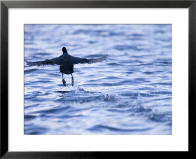 Common Coot, Running Away On Water, St. Albans, Uk by Elliott Neep Pricing Limited Edition Print image