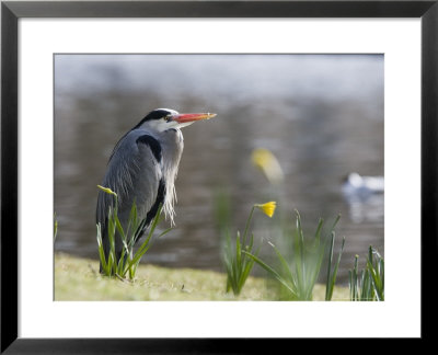 Grey Heron, Standing On Lake Bank In Daffodils, London, Uk by Elliott Neep Pricing Limited Edition Print image