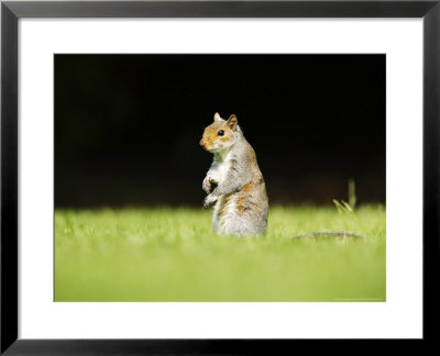 Grey Squirrel, Standing Up On Hind Legs In Short Grass, London, Uk by Elliott Neep Pricing Limited Edition Print image
