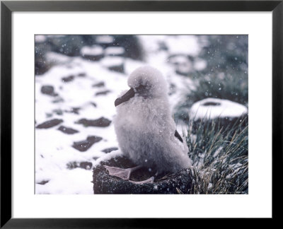 Grey Headed Albatross, Chick In Snow, South Georgia by Ben Osborne Pricing Limited Edition Print image