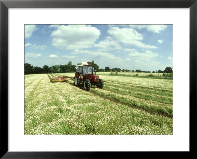 Chamomile, Being Harvested For Oil (Via Distillation) Hants, Uk by Oxford Scientific Pricing Limited Edition Print image