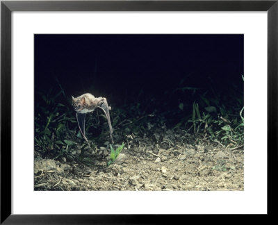 Great Vampire Bat, Venezuela by Oxford Scientific Pricing Limited Edition Print image