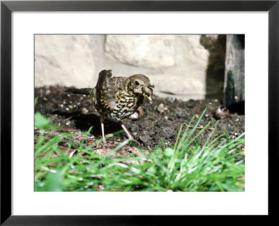 Thrush, Bashing Snails, Uk by Oxford Scientific Pricing Limited Edition Print image