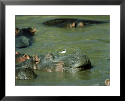 Hippopotamus, With Wagtail, Kenya by Stan Osolinski Pricing Limited Edition Print image