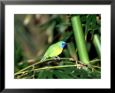 Blue-Masked Leafbird, Zoo Animal by Stan Osolinski Pricing Limited Edition Print image