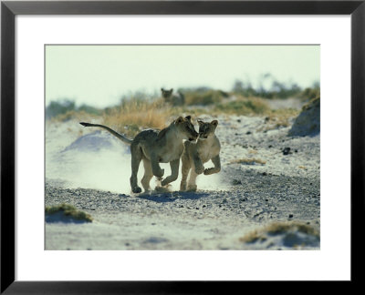 African Lion, Running, Namibia by Richard Packwood Pricing Limited Edition Print image